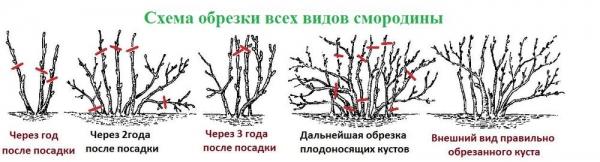 Правила обрезки смородины черной Правила обрезки смородины черной