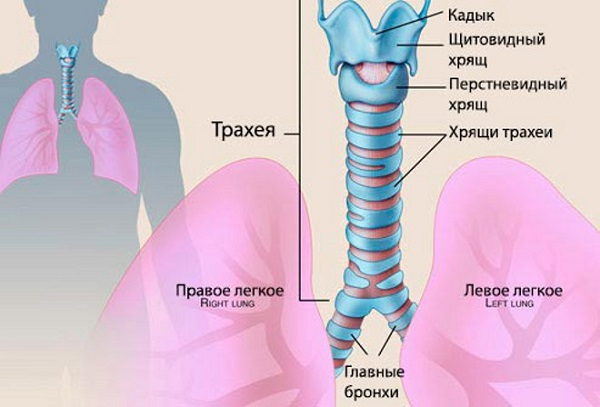Аллергический трахеит у ребенка